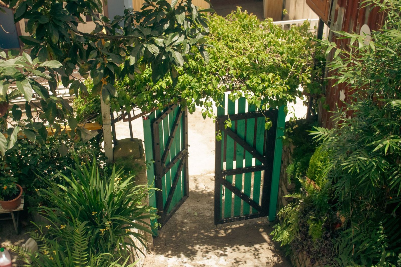 Green painted wooden double gate standing open onto a path surrounded by dense garden plants